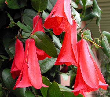 Lapageria Flower Seeds Planting Guide