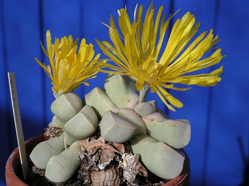 Sea Green Lapidaria Margaretae Flower seeds for Planting - Cut Flower Favorite, Heirloom & GMO Free Seeds for Home Garden