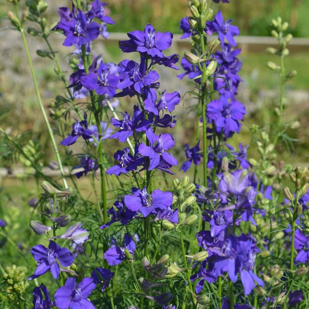 Rocket Larkspur Flower seeds for Planting - Long Bloom Season, Heirloom & GMO Free Seeds for Home Garden