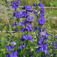 Rocket Larkspur Flower seeds for Planting - Long Bloom Season, Heirloom & GMO Free Seeds for Home Garden