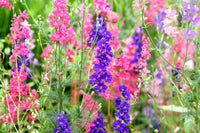 Rocket Larkspur Flower Seeds for Beautiful Garden Blooms