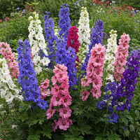 Larkspur Flower seeds for Planting - Garden Favorite, Heirloom & GMO Free Seeds for Home Garden
