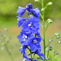 Yellow Delphinium Flower Seeds for Planting | Vibrant Perennial Blooms
