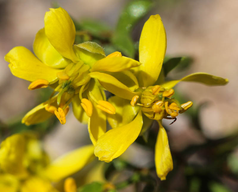 Larrea Tridentata Flower seeds for Planting Hardy Variety Heirloom & GMO Free Seeds for Home Garden 
 
 Sale