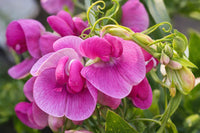 Pink Lathyrus Flower seeds for Planting Seasonal Bloomer Heirloom & GMO Free Seeds for Home Garden 
 
 Sale