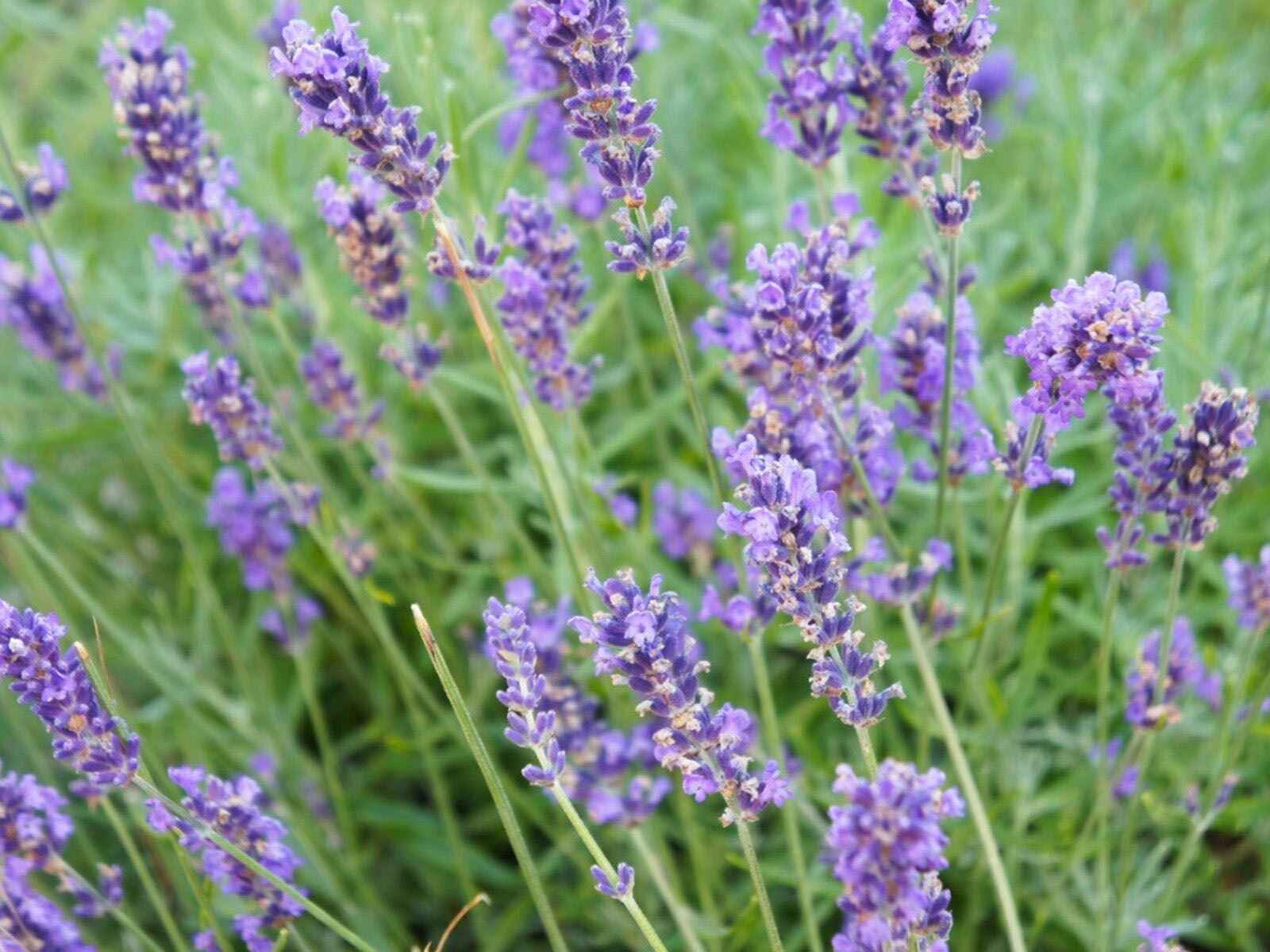 Lavender Fargo Flower seeds for Planting - Hardy Variety, Heirloom & GMO Free Seeds for Home Garden