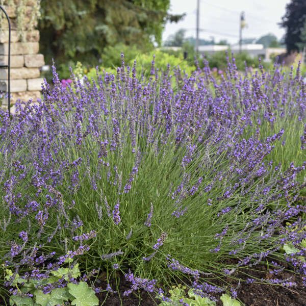 Purple Fragrant Flower seeds for Planting Drought Tolerant Heirloom & GMO Free Seeds for Home Garden 
 
 Sale