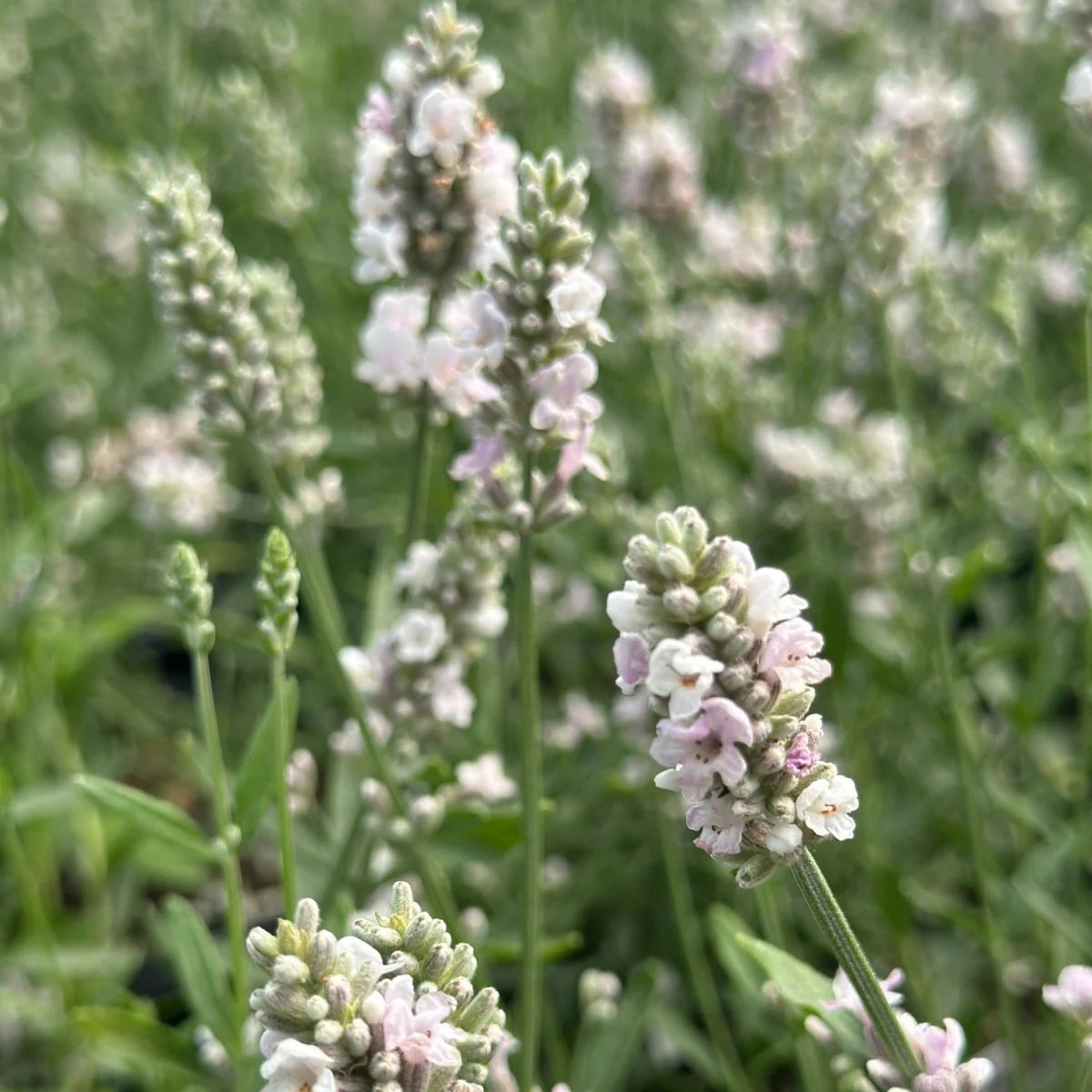 Ellagance Flower seeds for Planting Wildflower Mix Heirloom & GMO Free Seeds for Home Garden