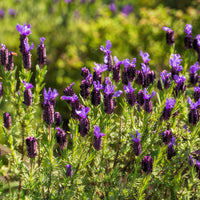 Lavender Stoechas Flower seeds for Planting - Long Bloom Season, Heirloom & GMO Free Seeds for Home Garden