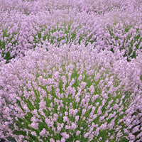 Pink Lavender Flower seeds for Planting Pollinator Friendly Heirloom & GMO Free Seeds for Home Garden
 
 Sale