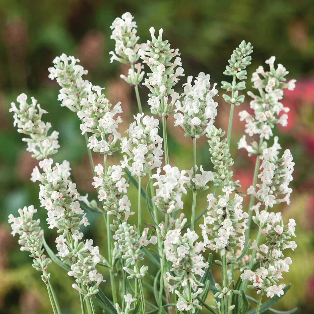 White Lavender Flower Seeds for Garden Hardy Variety Heirloom & GMO Free Seeds for Home Garden
 
 Sale