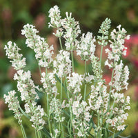 White Lavender Flower Seeds for Garden Hardy Variety Heirloom & GMO Free Seeds for Home Garden
 
 Sale