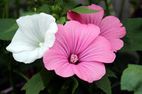 White Pink Lavatera Flower seeds for Planting Long Bloom Season Heirloom & GMO Free Seeds for Home Garden
 
 Sale