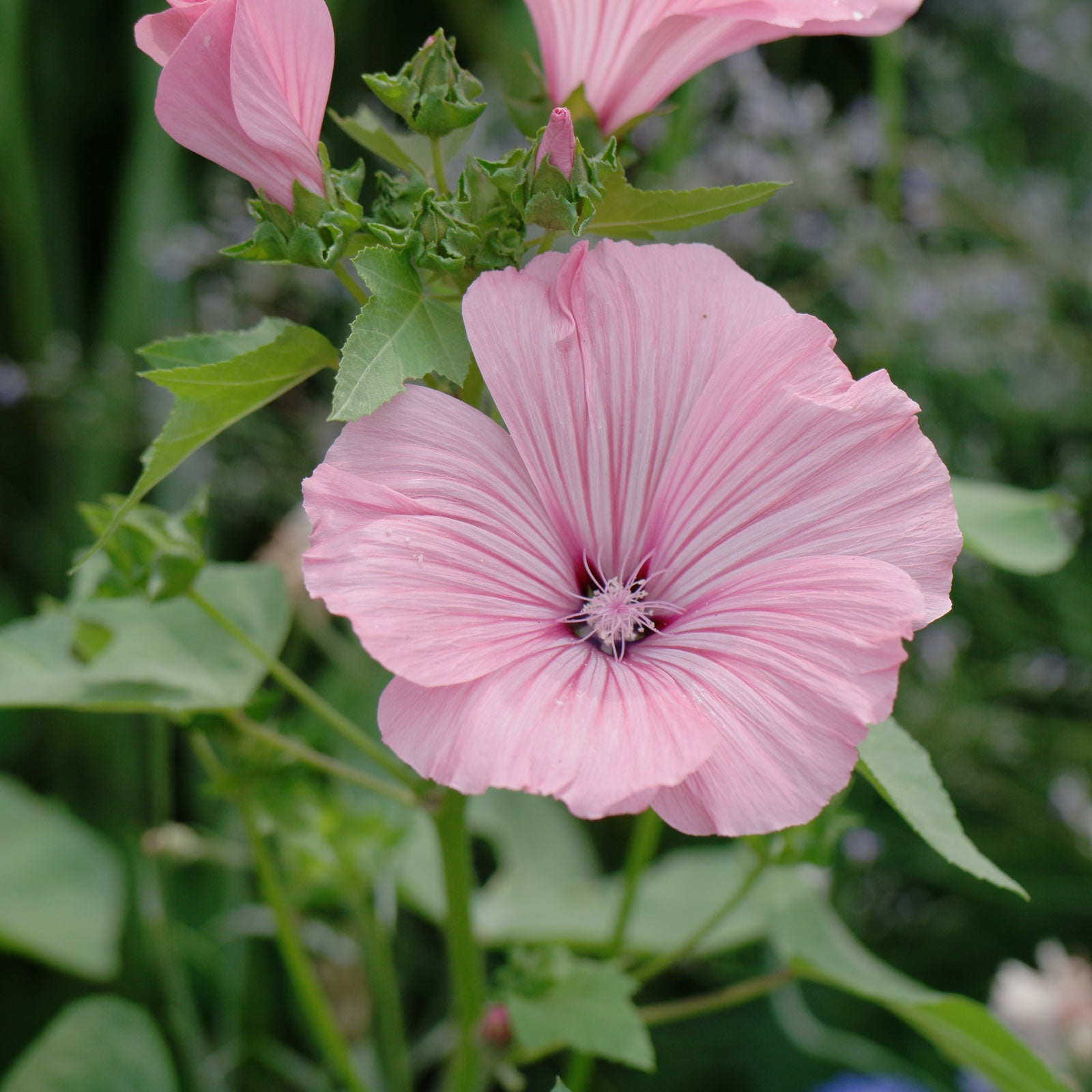 Pink Lavatera Trimestris Flower seeds for Planting - Seasonal Bloomer, Heirloom & GMO Free Seeds for Home Garden