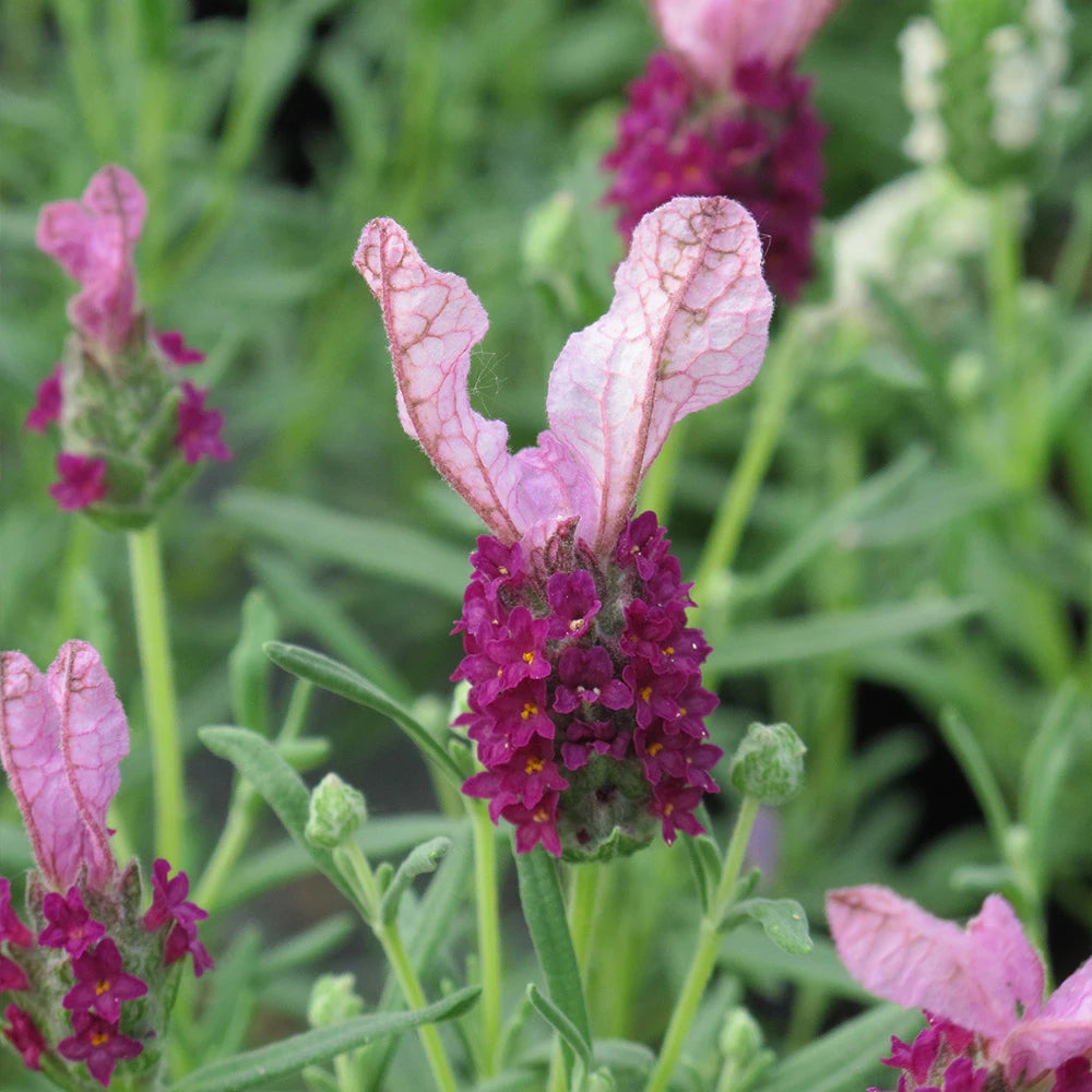 Red Lavender Flower seeds for Planting - Bright Blooms, Heirloom & GMO Free Seeds for Home Garden
