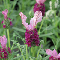 Red Lavender Flower seeds for Planting - Bright Blooms, Heirloom & GMO Free Seeds for Home Garden