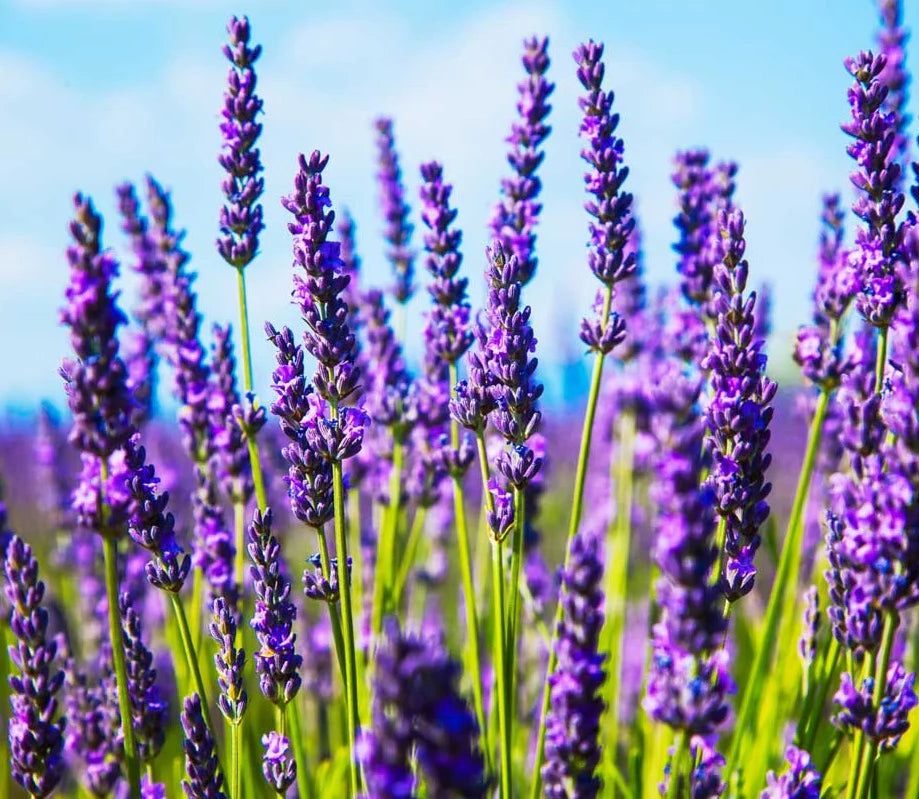 Lavender Flower seeds for Planting Low Maintenance Heirloom & GMO Free Seeds for Home Garden