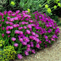 Lavender Ice Plant Flower Seeds
