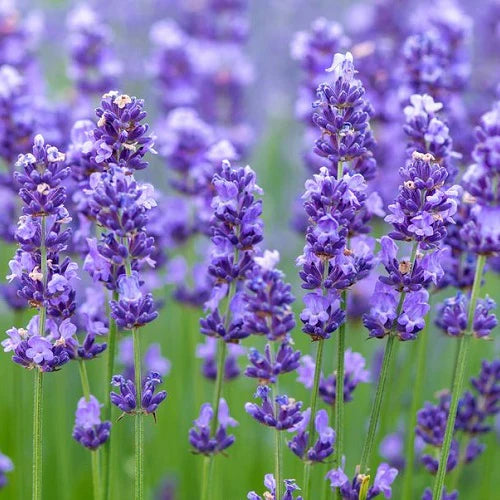 Lavender Fragrant Flower seeds for Planting Low Maintenance Heirloom & GMO Free Seeds for Home Garden 
 
 Sale