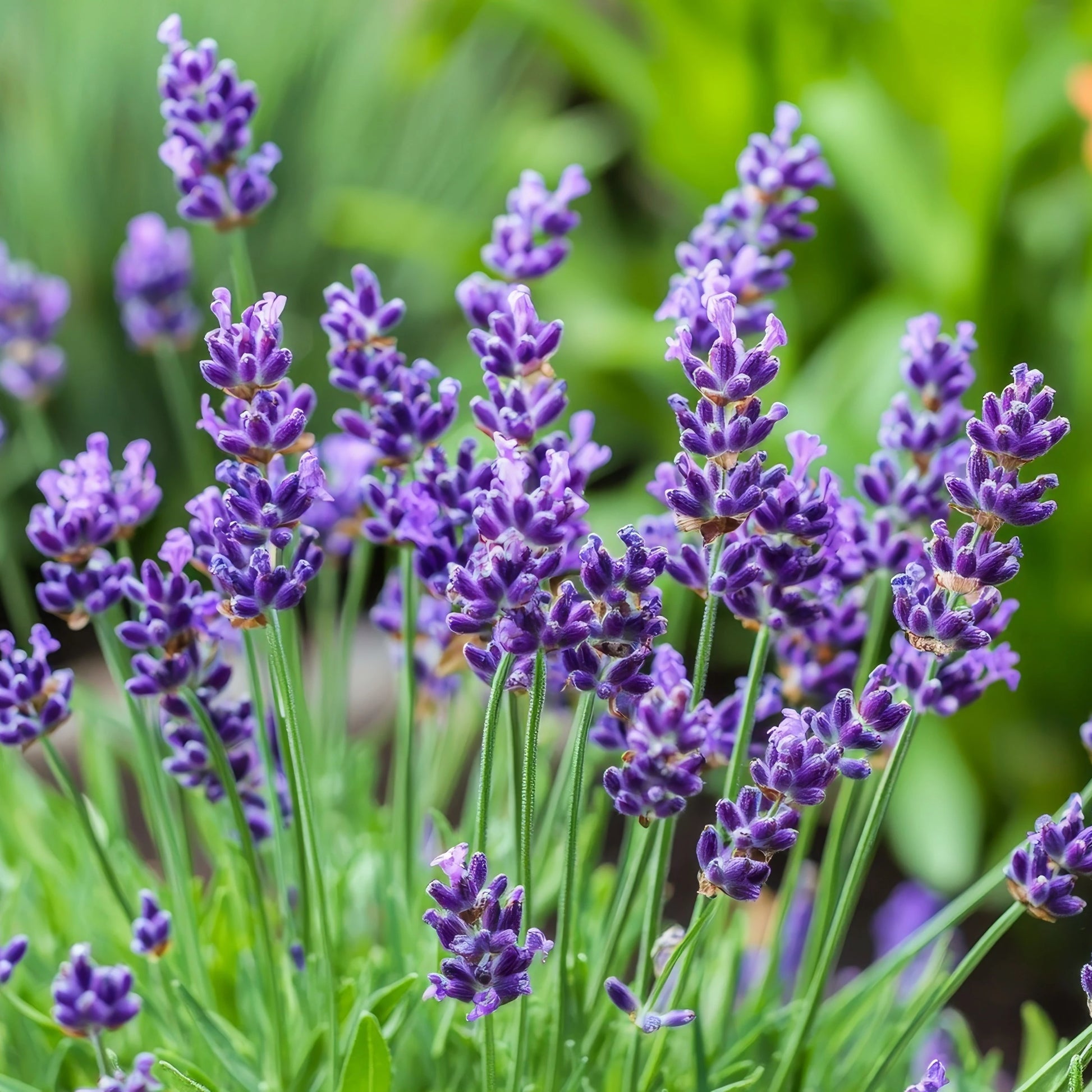 Angustifolia Flower seeds for Planting Vibrant Colors Heirloom & GMO Free Seeds for Home Garden 
 
 Sale