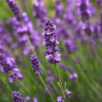 Provence Lavender Flower seeds for Planting - Easy to Grow, Heirloom & GMO Free Seeds for Home Garden