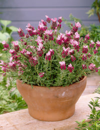 Red Lavender Flower seeds for Planting - Cut Flower Favorite, Heirloom & GMO Free Seeds for Home Garden