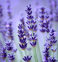 Lavender Vera Flower seeds for Planting Seasonal Bloomer Heirloom & GMO Free Seeds for Home Garden 
 
 Sale