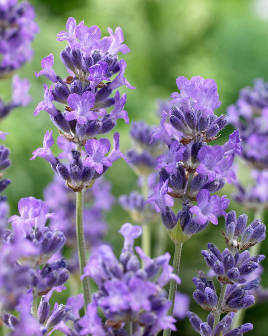Lavender Munstead Flower seeds for Planting Low Maintenance Heirloom & GMO Free Seeds for Home Garden