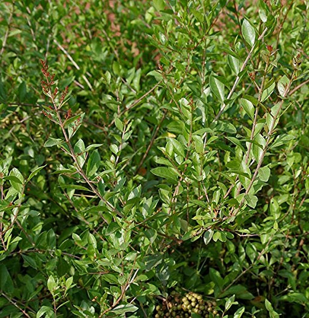 Lawsonia Inermis Flower seeds for Planting Wildflower Mix Heirloom & GMO Free Seeds for Home Garden