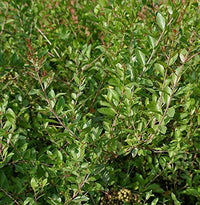 Lawsonia Inermis Flower seeds for Planting Wildflower Mix Heirloom & GMO Free Seeds for Home Garden