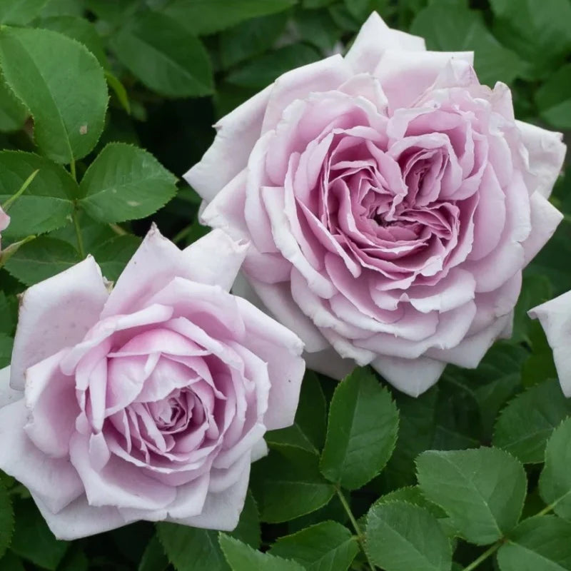 Grey Rose Flower Seeds for Planting Wildflower Mix Heirloom & GMO Free Seeds for Home Garden
 
 Sale