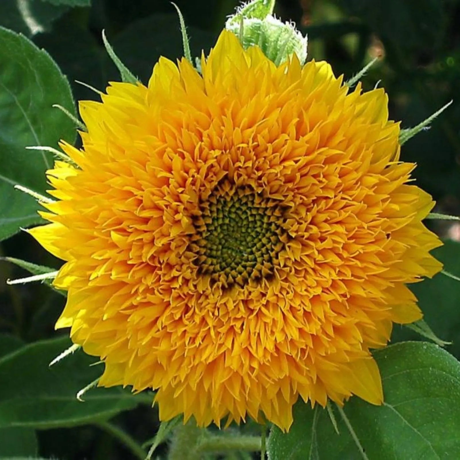 Yellow Green Aster Flower Seeds for Planting Seasonal Bloomer Heirloom & GMO Free Seeds for Home Garden
 
 Sale