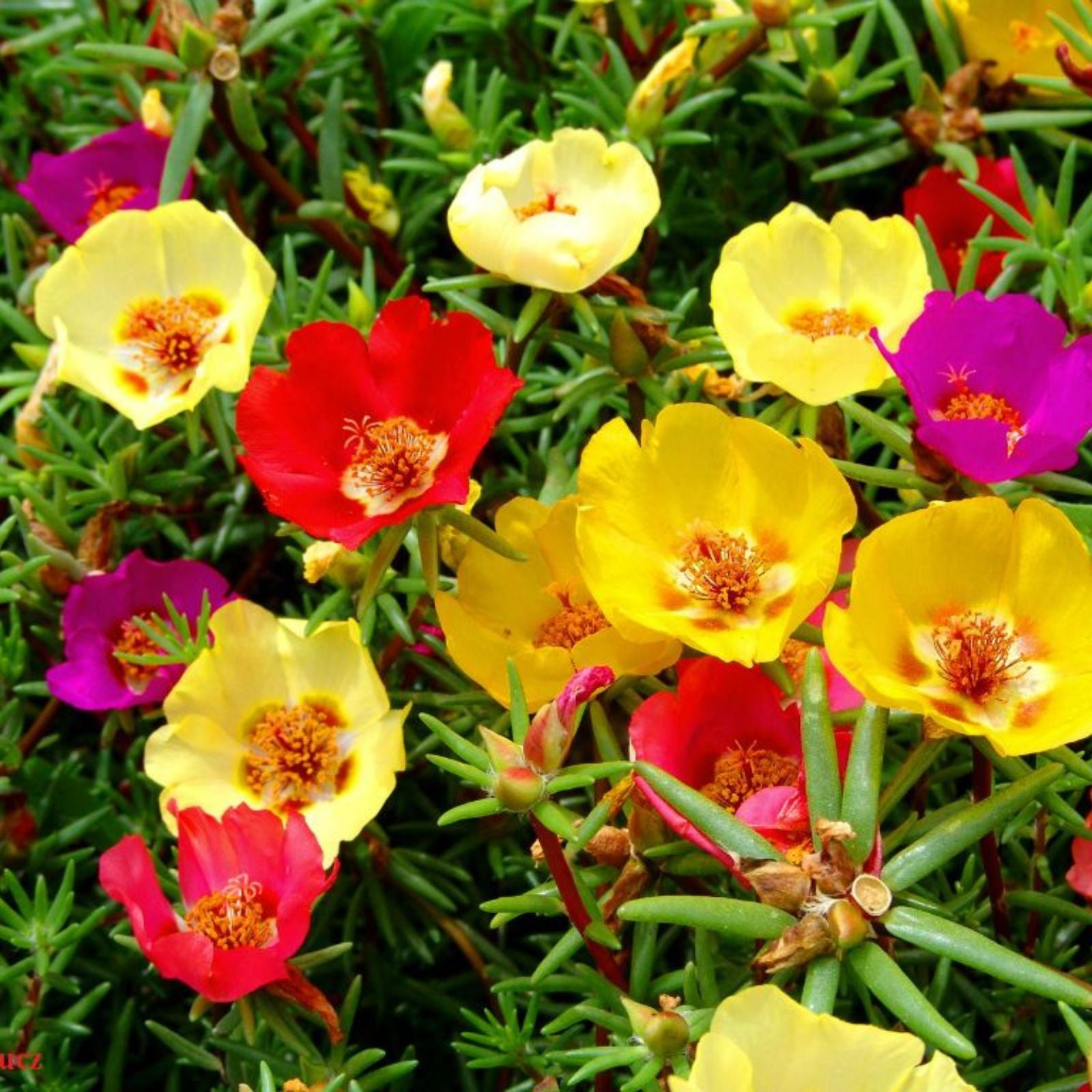 Mixed Portulaca Flower seeds for Planting - Colorful Display, Heirloom & GMO Free Seeds for Home Garden