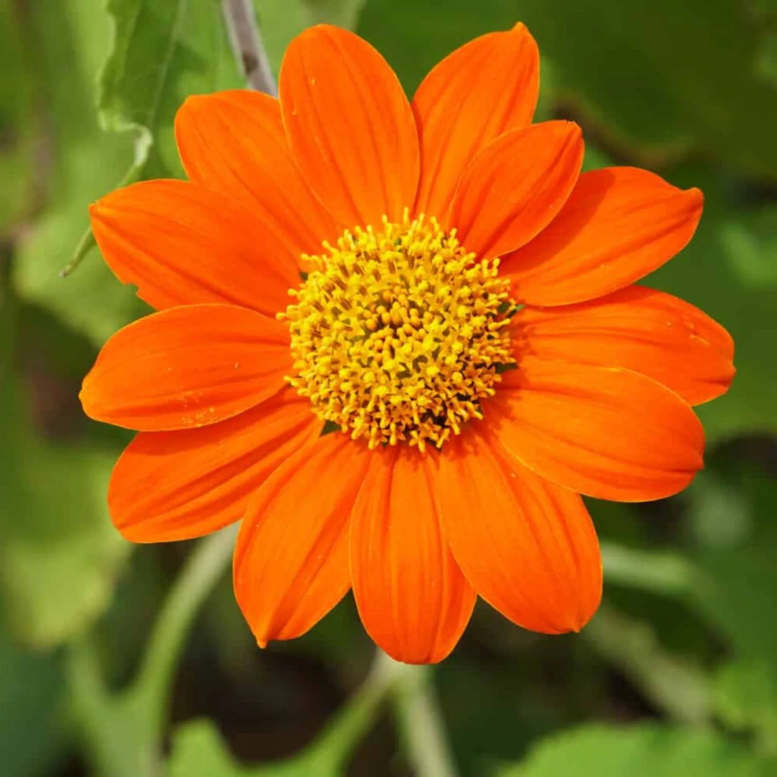 Tithonia Flower seeds for Planting Cottage Garden Essential Heirloom & GMO Free Seeds for Home Garden 
 
 Sale