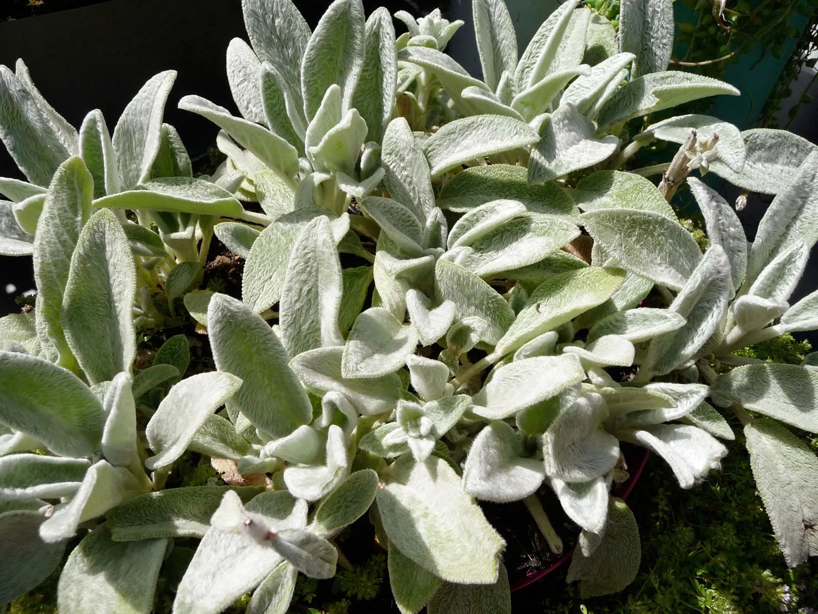 Green Lambs Ear Flower seeds for Planting - Shade Tolerant, Heirloom & GMO Free Seeds for Home Garden