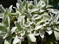 Green Lambs Ear Flower seeds for Planting - Shade Tolerant, Heirloom & GMO Free Seeds for Home Garden