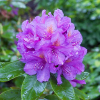 Purple Rhododendron Flower seeds for Planting - Garden Favorite, Heirloom & GMO Free Seeds for Home Garden