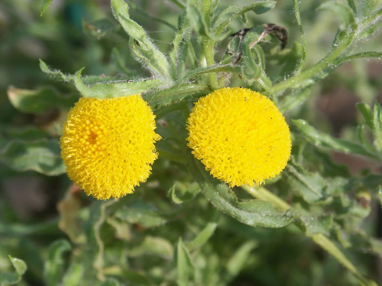 Yellow Button Flower seeds for Planting Low Maintenance Heirloom & GMO Free Seeds for Home Garden 
 
 Sale