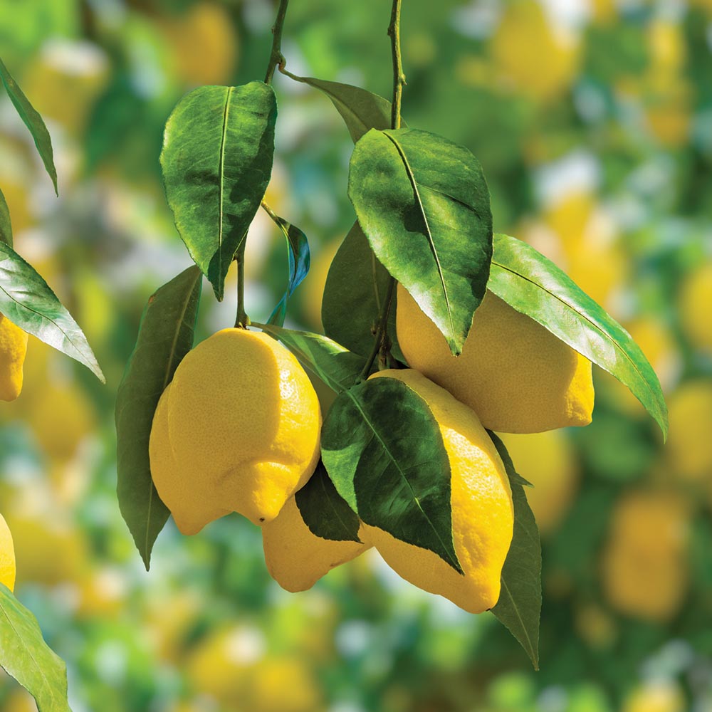 Ponderosa Lemon Tree Planting Seeds  Grow Your Own Citrus Indoors or Outdoors
