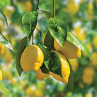 Ponderosa Lemon Tree Planting Seeds  Grow Your Own Citrus Indoors or Outdoors