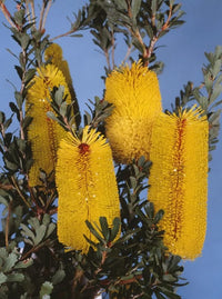 Yellow Banksia Flower seeds for Planting - Perfect for Borders, Heirloom & GMO Free Seeds for Home Garden