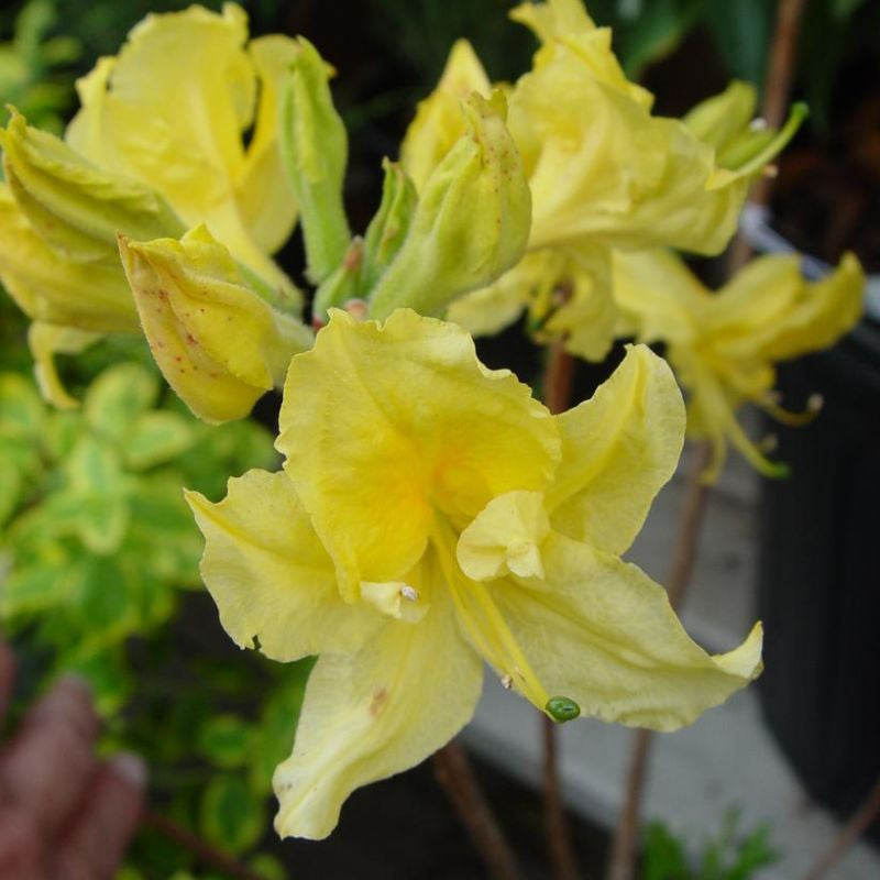 Light Yellow Azalea Flower seeds for Planting Easy to Grow Heirloom & GMO Free Seeds for Home Garden
