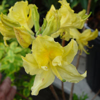 Light Yellow Azalea Flower seeds for Planting Easy to Grow Heirloom & GMO Free Seeds for Home Garden