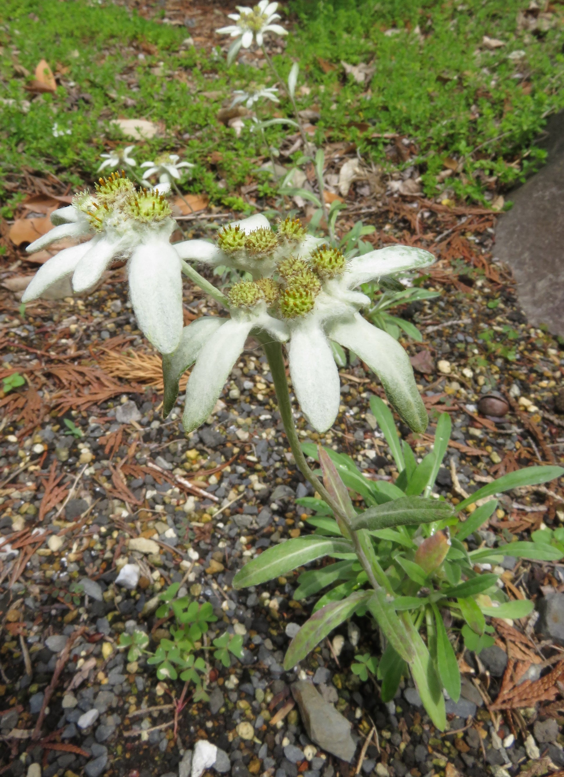 White Leontopodium Flower seeds for Planting - Hardy Variety, Heirloom & GMO Free Seeds for Home Garden