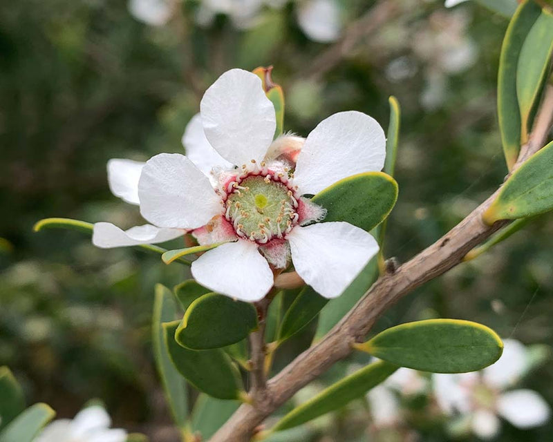 White Leptospermum Citratum Tree Planting Seed for Beautiful Growth and Fragrant Blooms in Your Garden