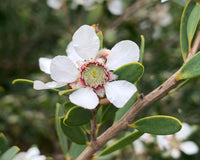 White Leptospermum Citratum Tree Planting  Seed for Beautiful Growth and Fragrant Blooms in Your Garden