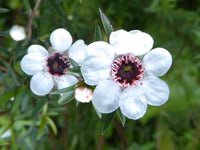 White Leptospermum Citratum Tree Planting  Seed for Beautiful Growth and Fragrant Blooms in Your Garden