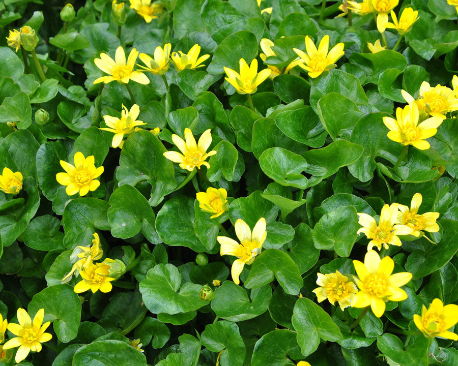 Celandine Flower seeds for Planting Pollinator Friendly Heirloom & GMO Free Seeds for Home Garden 
 
 Sale