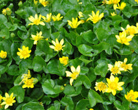Celandine Flower seeds for Planting Pollinator Friendly Heirloom & GMO Free Seeds for Home Garden 
 
 Sale