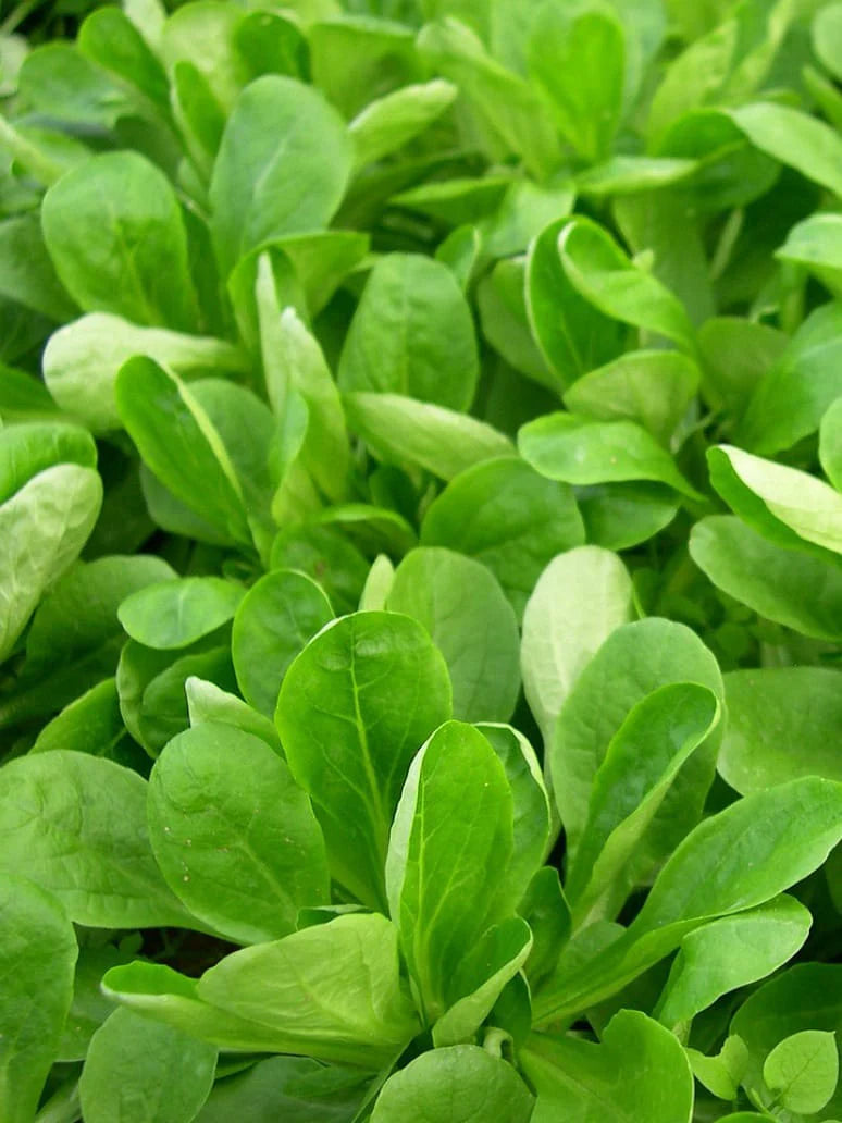 Lamb's Lettuce Vegetable Seeds  Planting Made Simple